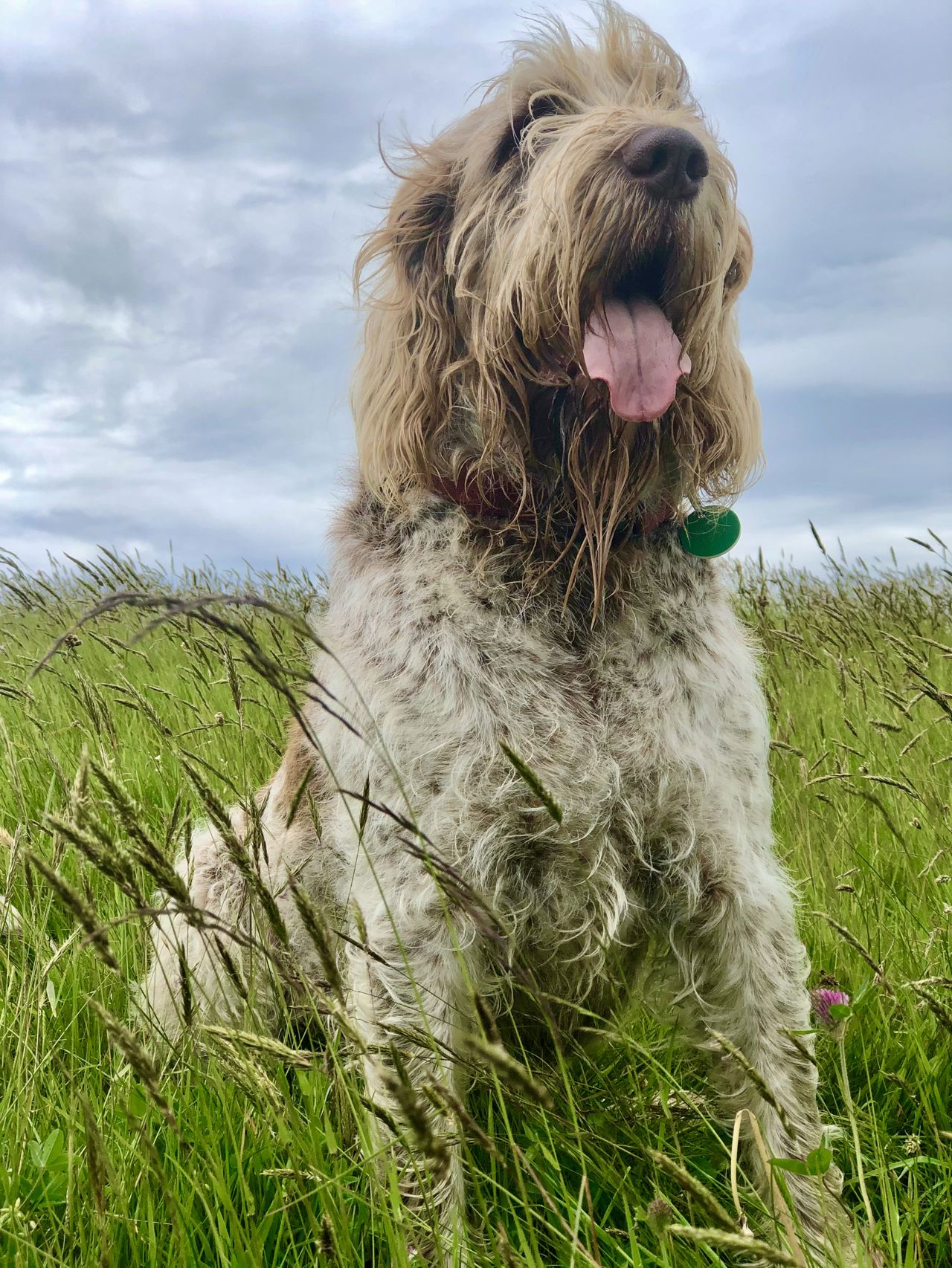 New stringent rules for Dog Owners